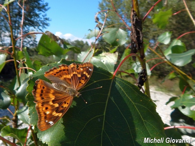 Apatura ilia